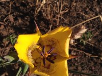 Slender Mariposa Lilly  Yellow Mariposa Lily
