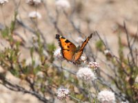 IMG 9759  Butterfly on Buckwheat