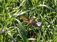 IMG 1434  Sphinx Moth and Wild Hyacinth