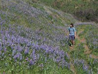 IMG 2711  That is a lot of Lupine... Pt. Mugu State Park