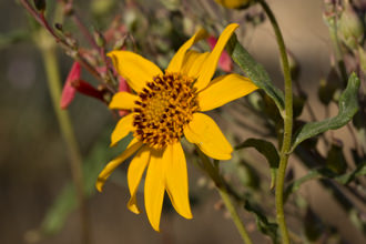 Image of Slender Sunflower Helianthus gracilentus 