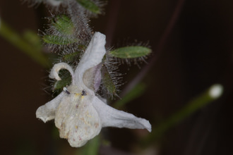 Image of White Snapdragon Antirrhinum coulterianum