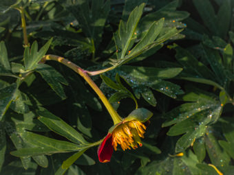 Image of Wild Peony  - Paeonia californica 