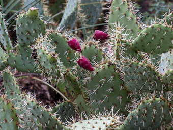 Image of Prickly Pear  - Opuntia oricola 