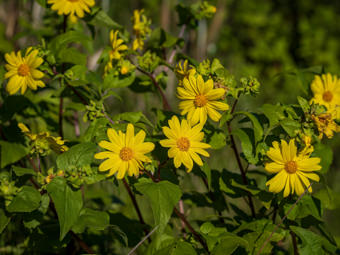 Image of Canyon Sunflower  - Venegasia carpesioides 