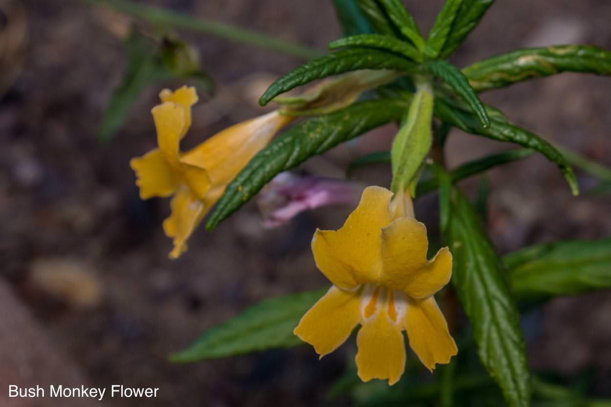 Plant of the Month Monkey Flower