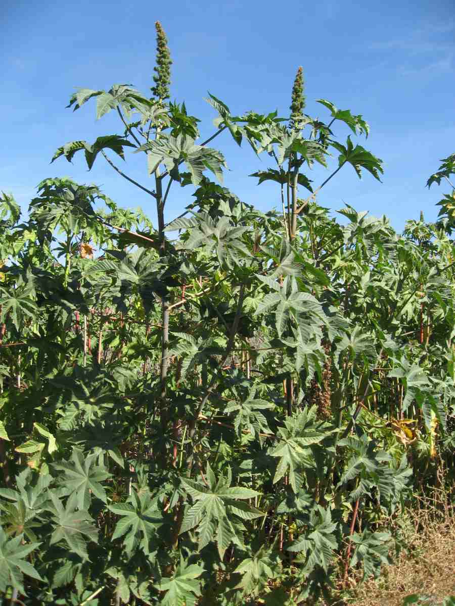 Plant of the Month Castor Bean