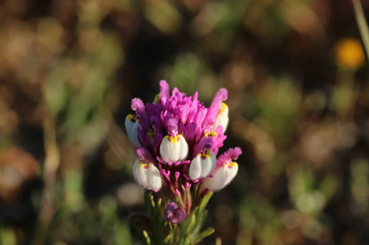Plant of the Month Owl’s Clover
