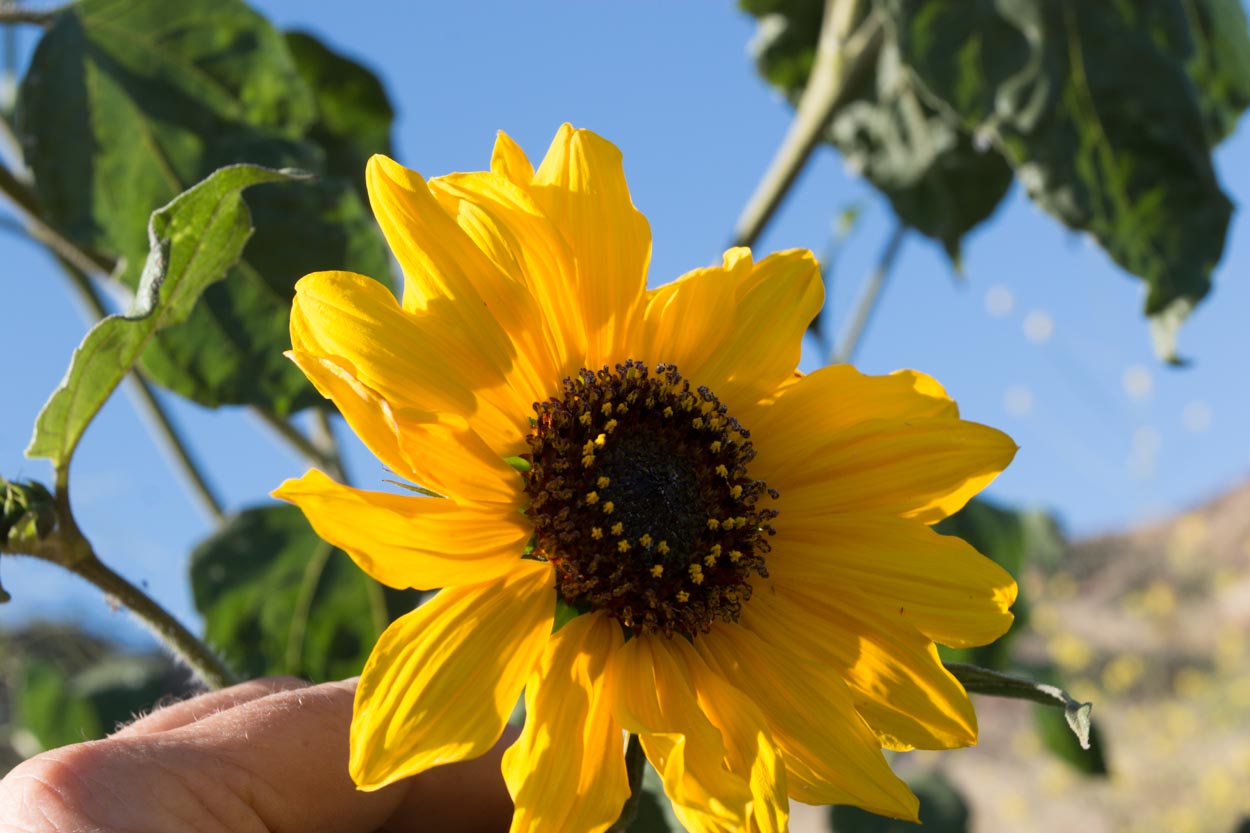 Plant of the Month Common Sunflower