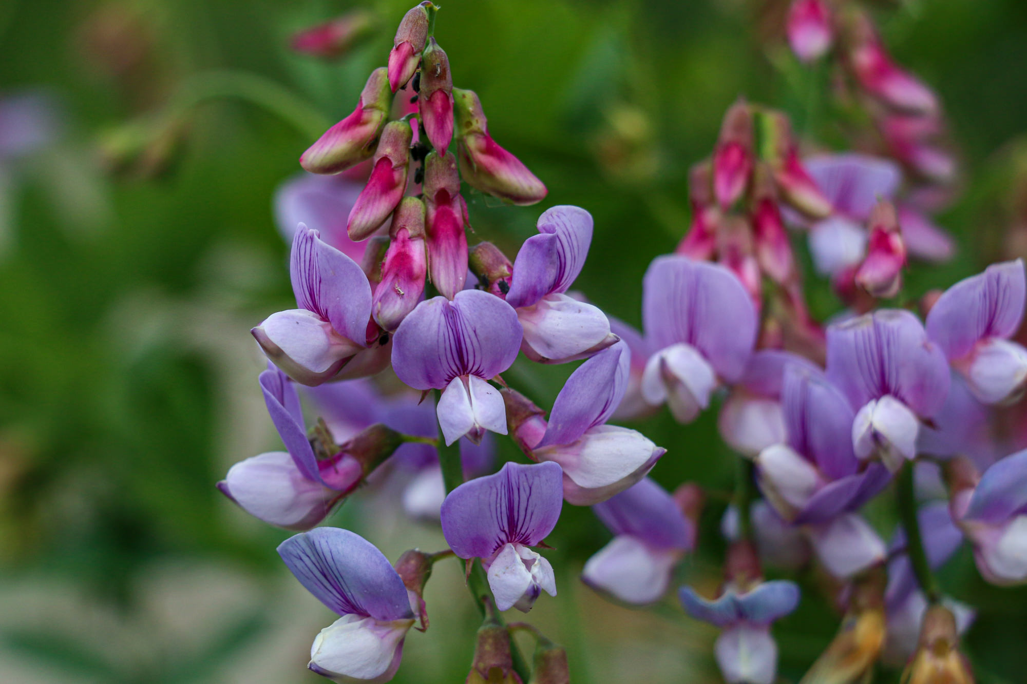 Plant of the Month Wild Sweet Pea