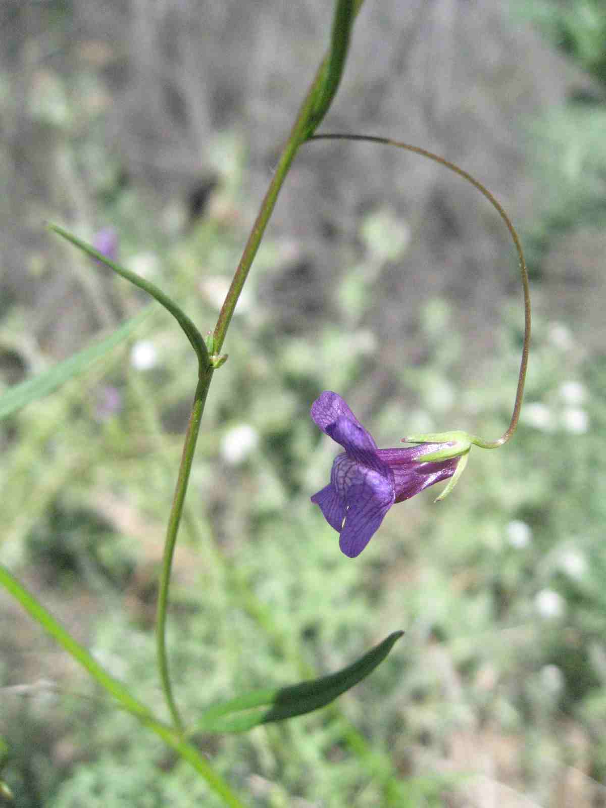 Image of Plant