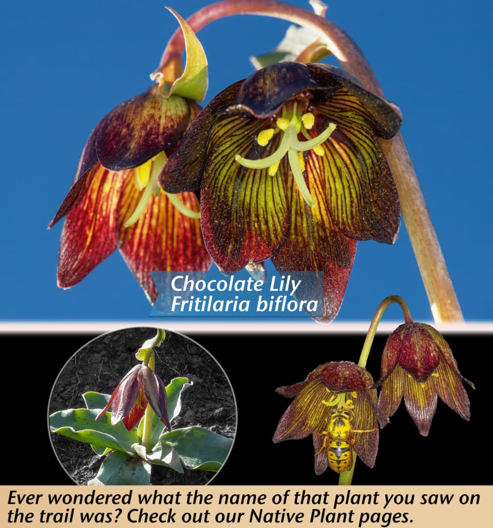 click on this image to see a gallery of plants featured in our Plant of the Month Pages