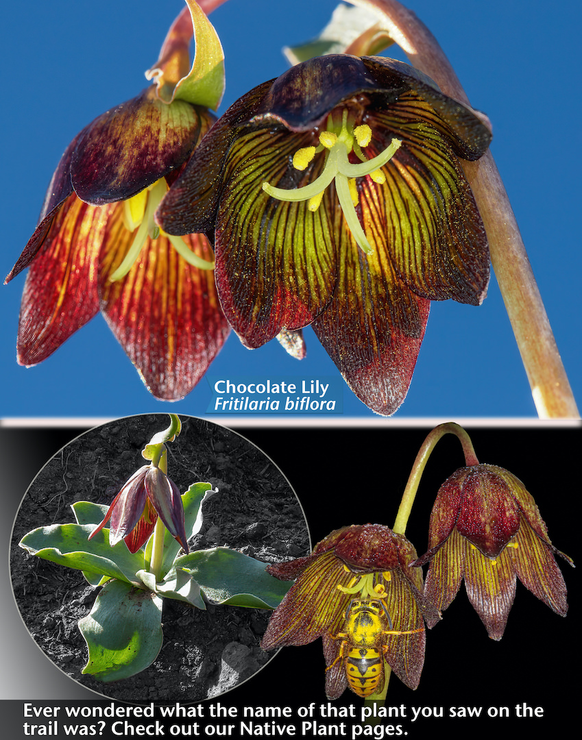 click on this image to see a gallery of plants featured in our Plant of the Month Pages