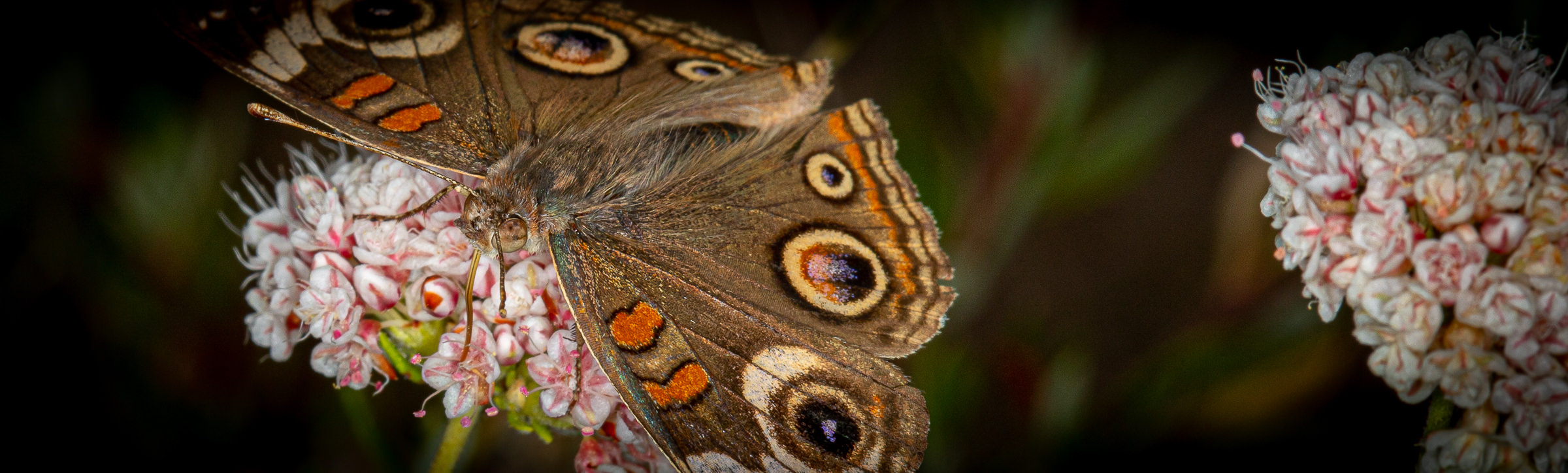 image of butterfly on buckwheat