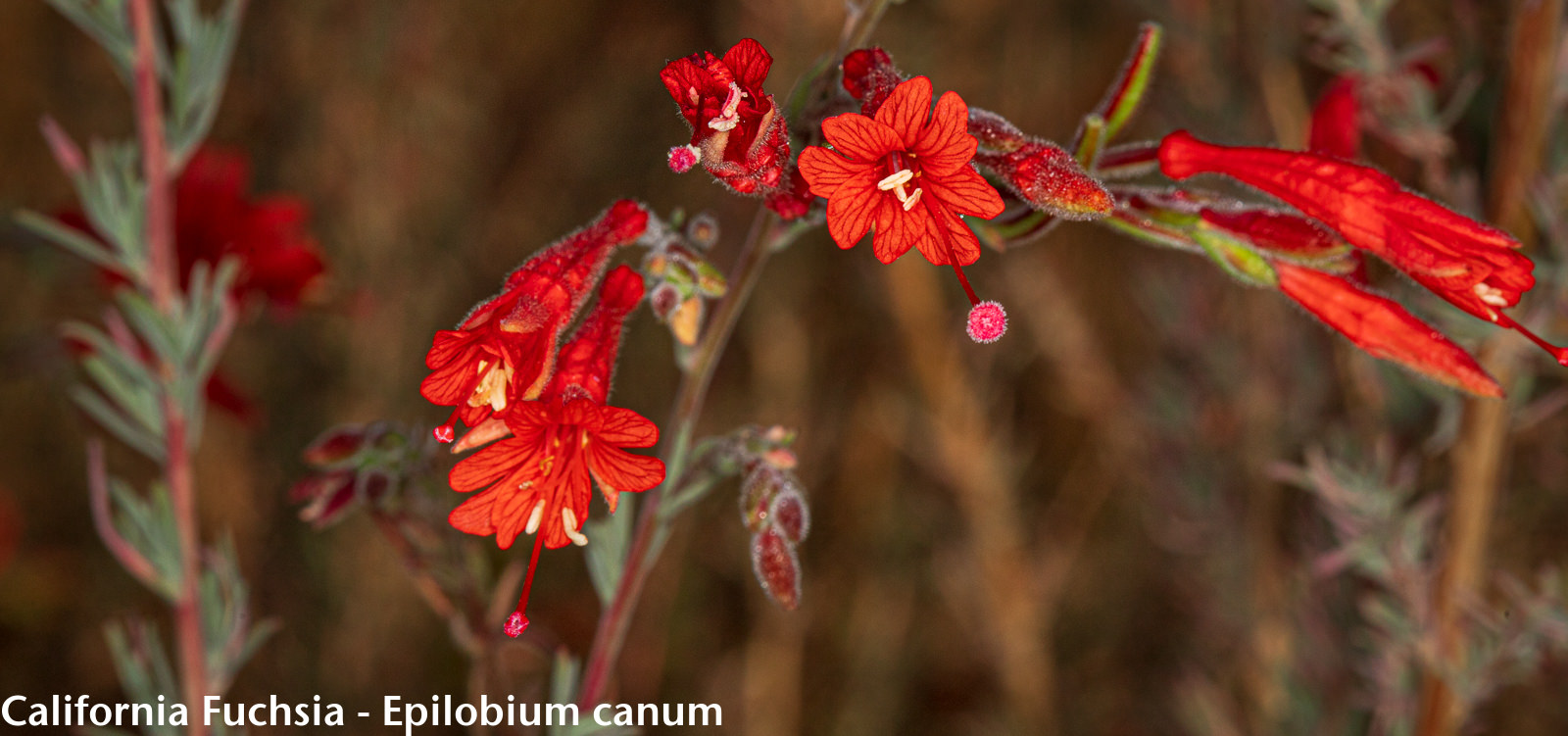 Image of plant