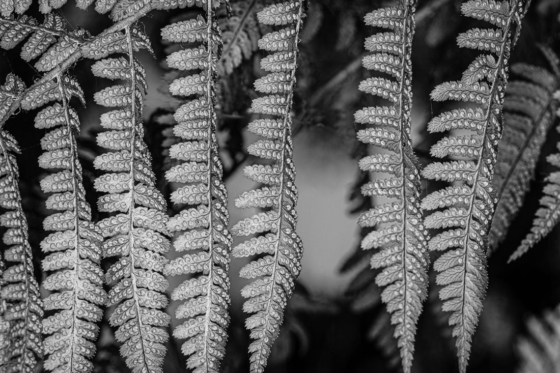 Image of Fern