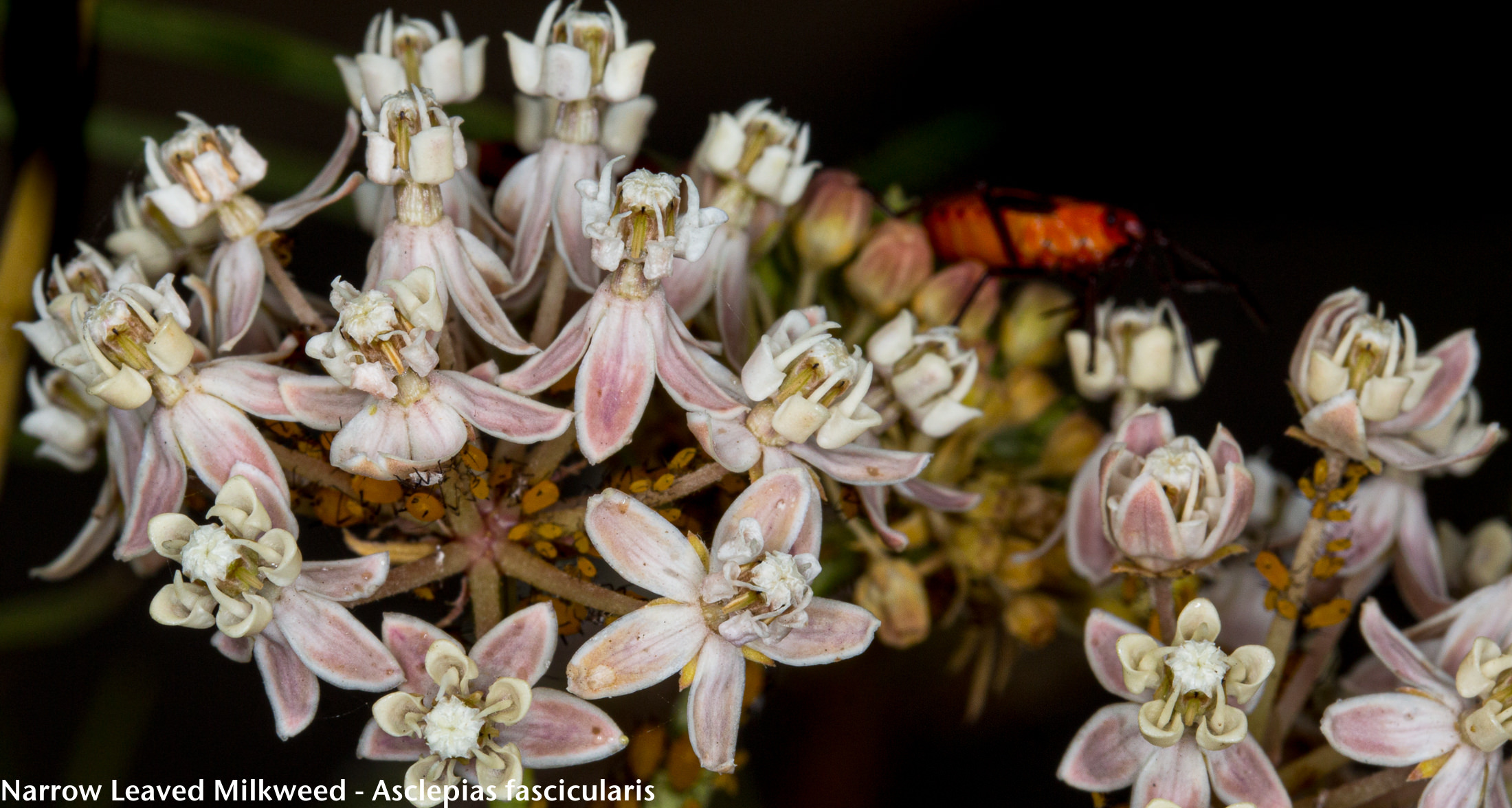 Image of plant