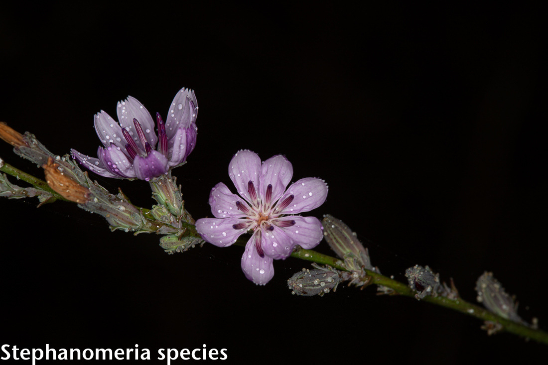 Image of plant