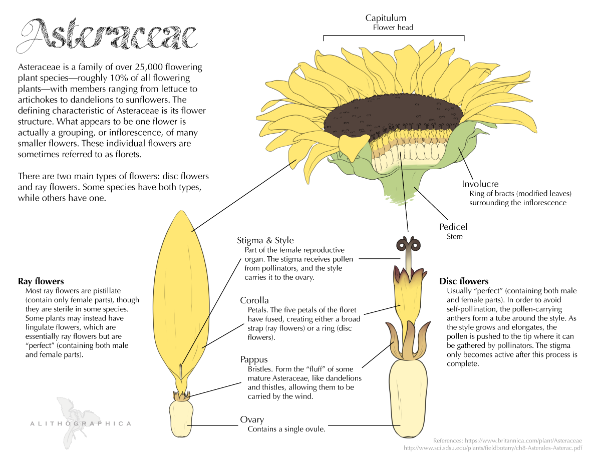 Diagram of Aster Flower