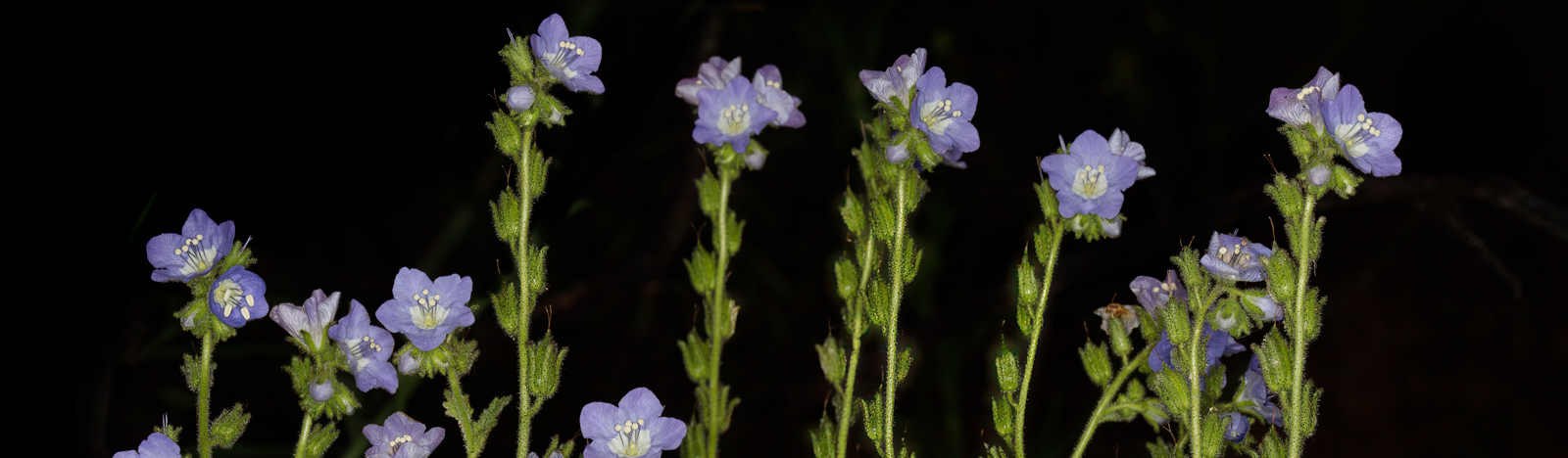 Sticky_Phacelia