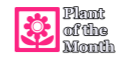 Goto Plant of the Month Page 