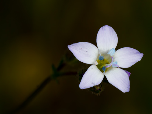 Image of Angels Gilia Gilia angelensis