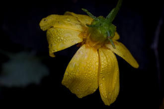 Image of Annual Coreopsis Leptosyne bigelovii