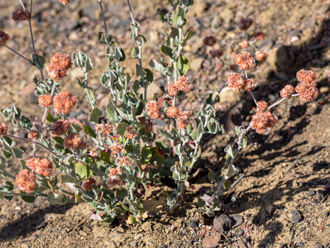 Image of Ashy Leaved Buckwheat Eriogonum cinereum