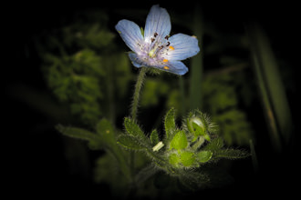 Image of Baby Blue Eyes Nemophila menziesii