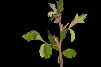 Image of Basket Brush Rhus aromatica