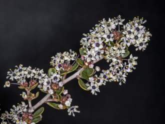 Image of Big Pod Ceanothus Ceanothus megacarpus