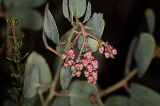 Image of Bigberry Manzanita Arctostaphylos glauca