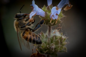 Image of Black Sage Salvia mellifera