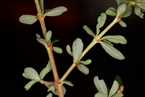 Image of Buck Brush Ceanothus cuneatus