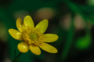 Image of California Buttercup Ranunculus californicus