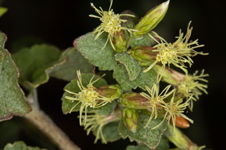 Image of California Brickellbush Brickellia californica