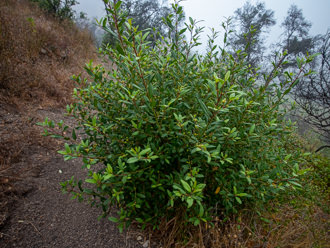 Image of California Coffeeberry Frangula californica