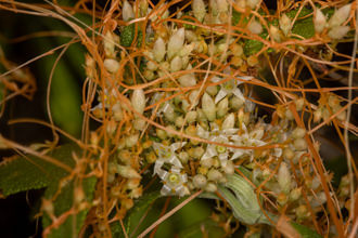 Image of California Dodder Cuscuta californica