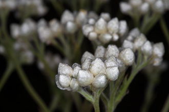 Image of California Everlasting Pseudognaphalium californicum