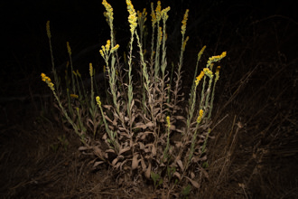 Image of California Goldenrod Solidago velutina