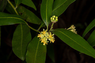 Image of California Laurel Umbellularia californica