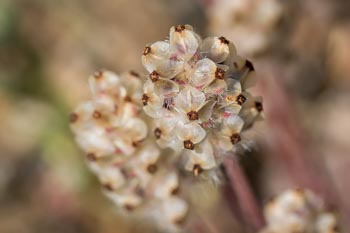 Image of California Plantain Plantago erecta