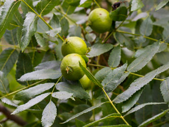 Image of California Walnut Juglans californica