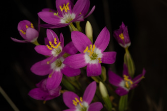 Image of Canchalagua Zeltnera venusta