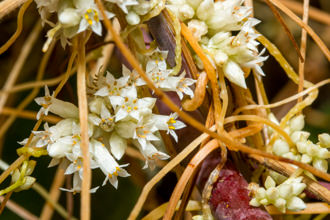 Image of Canyon Dodder Cuscuta subinclusa