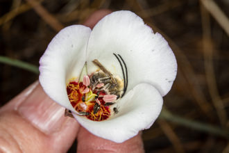Image of Catalina Mariposa Lily Calochortus catalinae