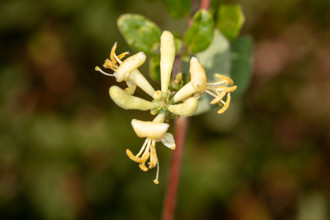 Image of Chaparral Honeysuckle Lonicera subspicata