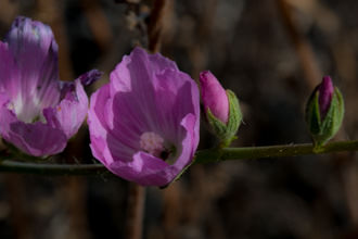 Image of Checker Bloom Sidalcea sparsifolia