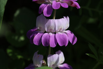 Image of Chinese Houses Colinsia heterophylla