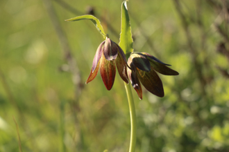 Image of Chocolate Lily Fritillaria biflora